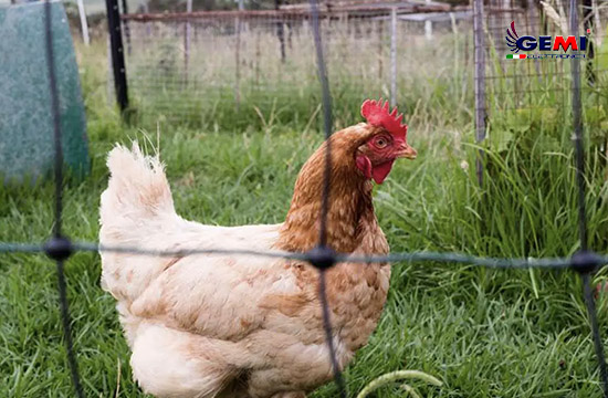 Rete per pollaio: Il recinto elettrico migliore